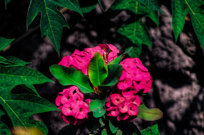 Close-up of pink flowering plant