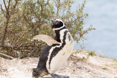 Side view of a bird on land