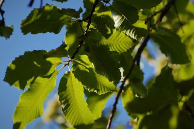 Close-up of fresh green leaves on plant against sky