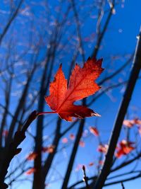 Close-up of autumn leaf on tree