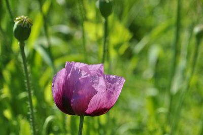 Close-up of purple flower blooming outdoors