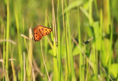 Butterfly pollinating flower