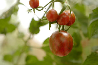 Close-up of cherries growing on tree