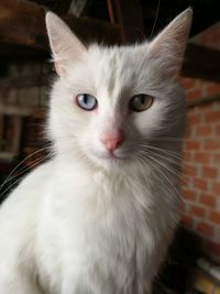 Close-up portrait of cat