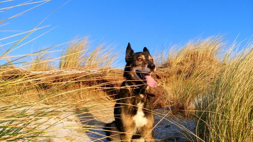 Dog on grass against clear blue sky