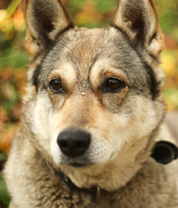 Close-up portrait of dog