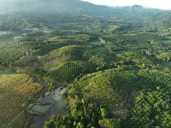 Aerial shot of the palm grove with green trees forest 