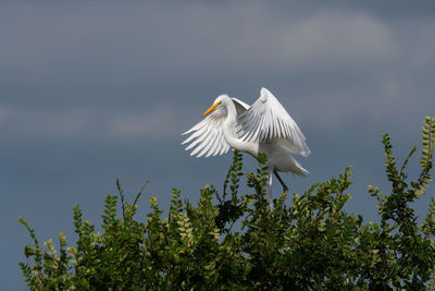 Low angle view of a bird flying