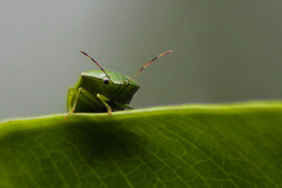 Close-up of insect on plant