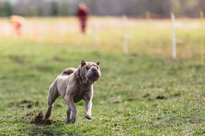 Dog running on field