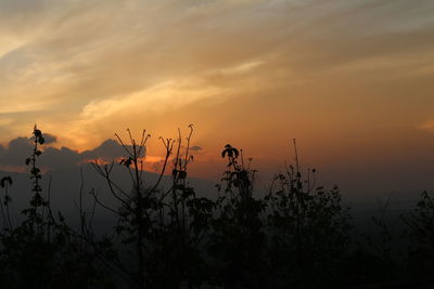 Silhouette plants growing on field against sky during sunset