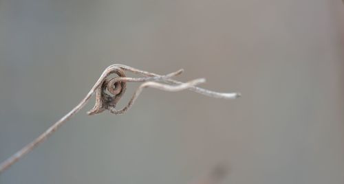 Close-up of dead plant