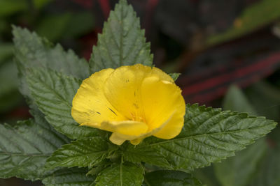 Close-up of yellow flowering plant