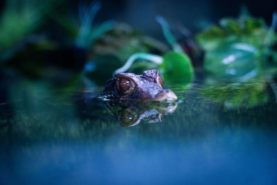 Close-up of frog