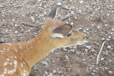 High angle view of deer on field