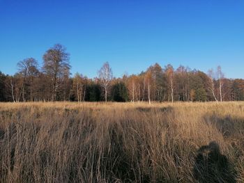 Trees on field against clear blue sky