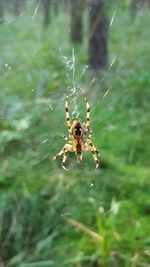 Close-up of spider on web