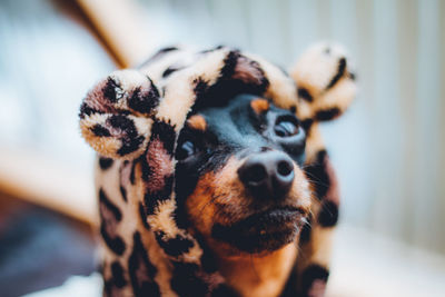 Close-up of dog looking away