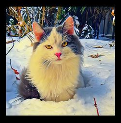 Close-up portrait of cat