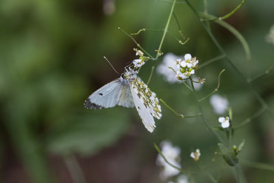 Close-up of butterfly pollinating on flower