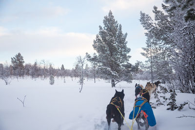 A beautiful husky dog team pulling a sled in beautiful norway morning scenery. 