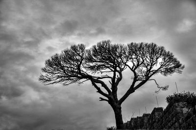 Low angle view of bare tree against sky