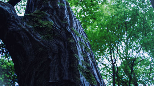 Low angle view of lizard on tree trunk
