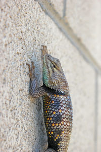 Close-up of a lizard on wall