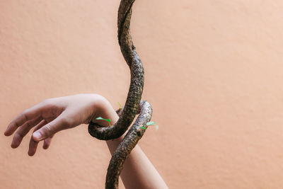 Close-up of hand holding stick against wall