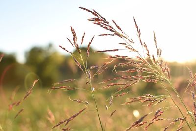 Close-up of plants against sky