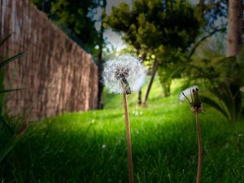 Close-up of dandelion on field