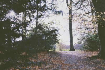 Trees in forest during autumn