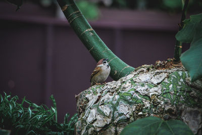 Close-up of bird perching on leaf