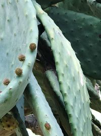 High angle view of prickly pear cactus