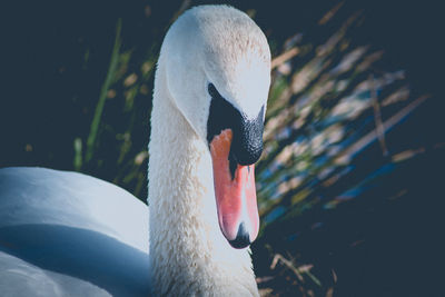 Close-up of swan