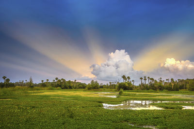 Scenic view of field against sky