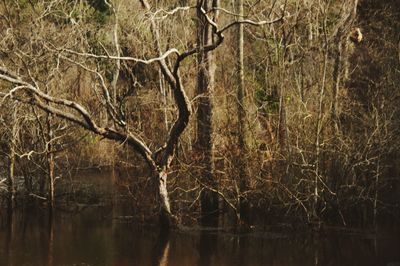 Bare trees by lake in forest