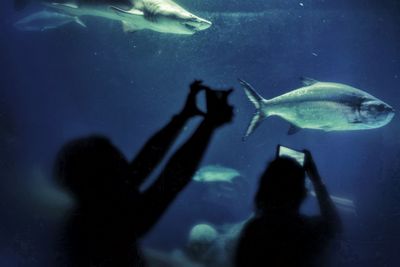 Shadow of fish swimming in sea