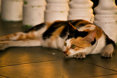 Close-up of a cat resting