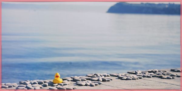 Close-up of seagull perching on rock at beach against sky