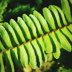 Close-up of fresh green leaf