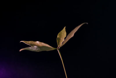 Close-up of leaf against black background