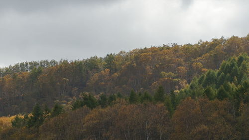 Trees on landscape against cloudy sky