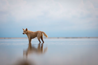 View of a horse in the water