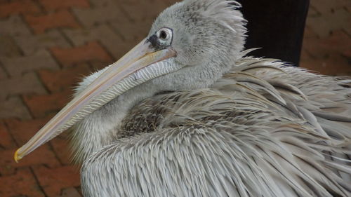 Close-up of a bird looking away