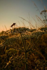 Close-up of insect on flower