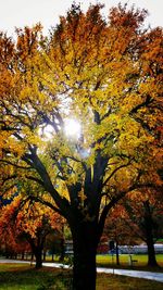 Trees against sky during autumn