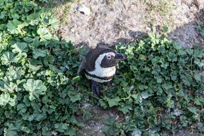 High angle view of duck on land