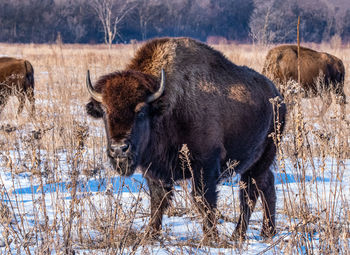 Bison standing on snow covered land