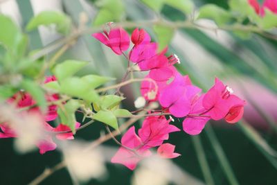 Close-up of pink flowering plant